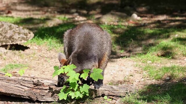 Swamp Wallaby, Wallabia bicolor, is one of the smaller kangaroos. This wallaby is also commonly known as the black wallaby