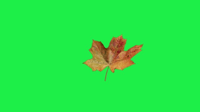 Single autumn maple leaf rotating on a green screen key background showing fall foliage color transitions smoothly