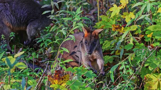 Swamp Wallaby, Wallabia bicolor, is one of the smaller kangaroos. This wallaby is also commonly known as the black wallaby