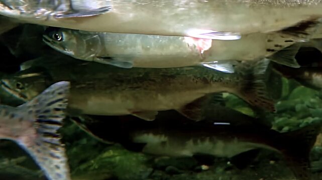 Gliding gracefully, vibrant school of salmon dances beneath water surface. Their shimmering scales catch gentle light as they navigate tranquil depths, showcasing beauty of nature underwater artistry.