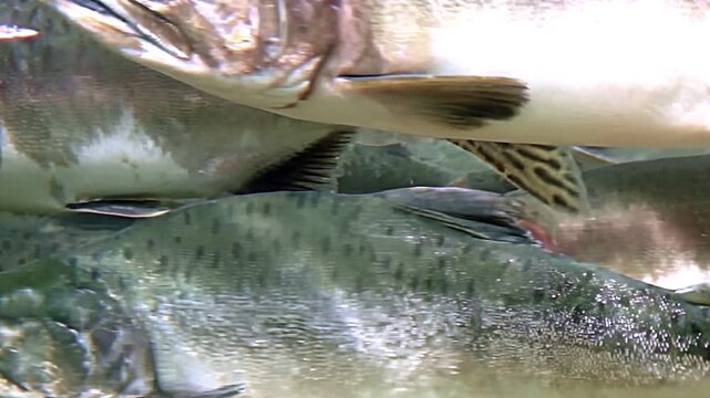 Explore the mesmerizing dance of a school of salmon as they navigate through clear waters.