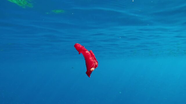 Blood-colored sea slug Spanish dancer swimming below blue water surface at daytime in sunshine. Dorid nudibranch Hexabranchus sanguineus swims in sea against shoal of Silversides Atherina