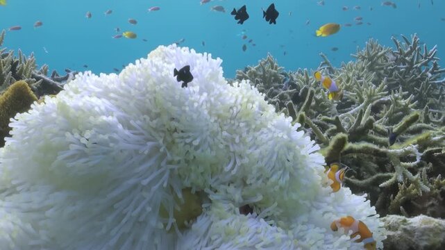 Beneath the shimmering surface, Clownfish playfully frolic among the swaying tentacles of a bleaching Anemone. Observe their intricate dance within the underwater kingdom of the Great Barrier Reef.