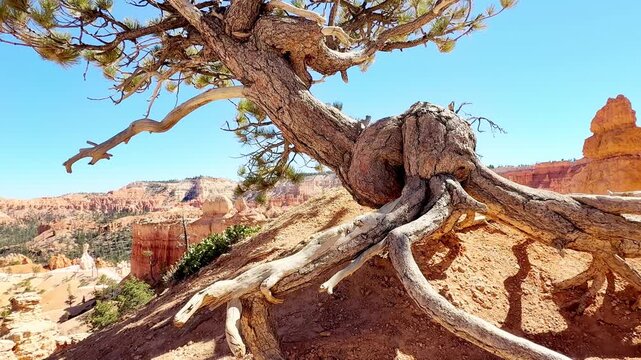 A smooth cinematic shot of ancient pine tree roots exposed and crawling over red sandstone cliffs in Bryce Canyon, Utah. Majestic mountain valley under a bright blue sky on a sunny day. Nature.