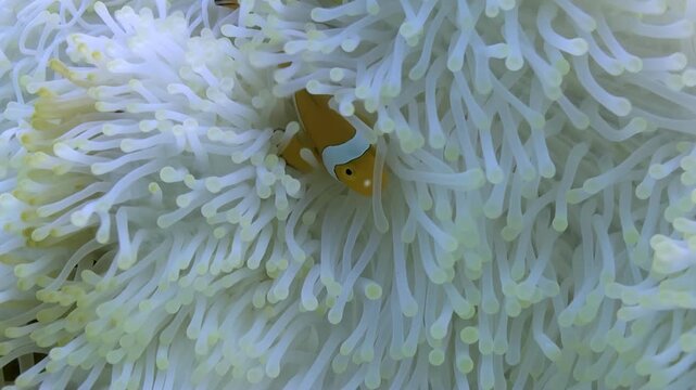 A vibrant Clownfish nestled gently amongst the flowing tentacles of a luminous white Anemone. The pair sways rhythmically, a graceful ballet on a sunny Coral Reef.