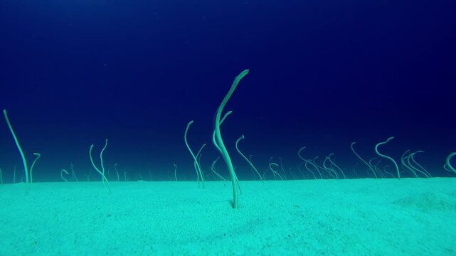 Time lapse of long, Spotted Garden Eels protrude from sand seabed, wriggling to catch plankton. Red Sea garden eels (Gorgasia sillneri) wriggles in dance to eat plankton against blue water.