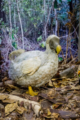 Dodo dans le Musée d'Histoire Naturelle de Port-Louis, Ile Maurice, Afrique © Gerald Villena