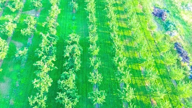 Aerial view rows of apple trees in green orchard sustainable agriculture