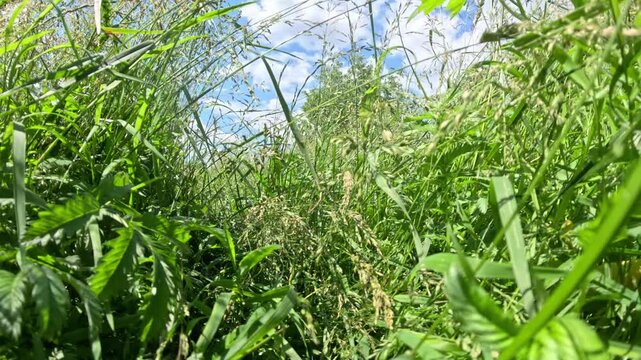 Thick field grass brush, backward camera motion