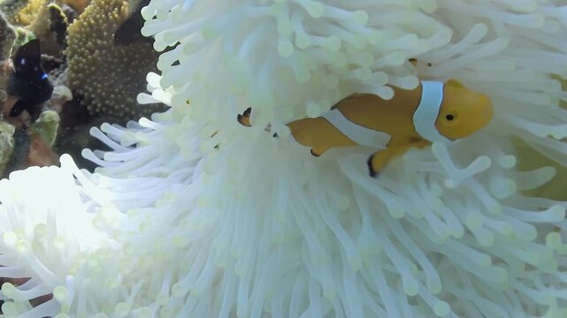 In the vibrant waters, a clownfish darts playfully. It finds sanctuary within the silky tentacles of its host anemone, a dance of partnership in the coral reef's embrace.