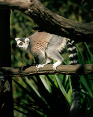 Fototapeta premium Portrait of a ring-tailed lemur (Lemur catta) walking along a branch under natural light. The striped tail and expressive eyes create a striking wildlife composition with selective focus.