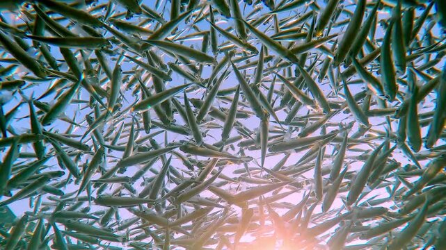 Hardyhead Silversides Atherina are visible from bottom-up view, swimming just below surface, bathed in bright sunlight and backlit by sun in blue sky with sunbeams background