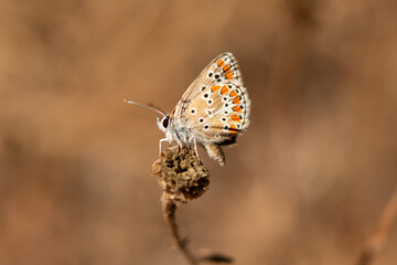 Papillon Argus bleu © TY-Lens