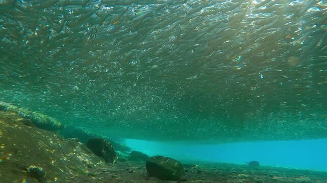 During spawning run period, massive, gray cloud of Silversides Atherina that formed this huge school hovered in shallow water. Sunshine vibrated through them, backlit by sunburst with glare on lens
