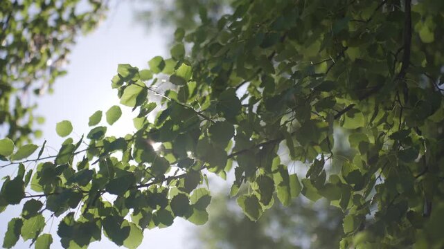 Green tree leaves move in sunlight with bright sun rays shining through branches. Concept of nature background and summer weather
