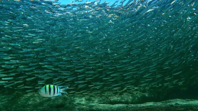 Lots of Hardyhead Silversides cluster together to form tight, huge school under bank during start of spawning run. Countless small fish of Atherina gather together on shallows during spawn season.
