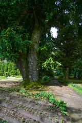 Fototapeta premium Scenic landscape of The Victoria Park, a public botanical garden located in Nuwara Eliya, Sri Lanka. The park was formally named in 1897 to commemorate Queen Victoria. 