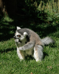 Fototapeta premium Wildlife portrait of a ring-tailed lemur (Lemur catta) feeding while walking across grass with its iconic striped tail raised. Natural light image showing primate behavior and movement.