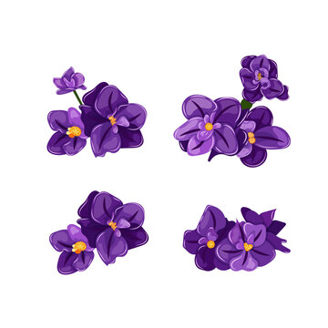 Elegant set purple African violet flowers with intricate petals and golden centers, isolated on a white background. Ideal for greeting cards, invitations, and floral designs.