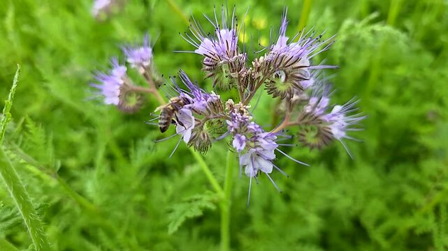 Bees collect nectar and pollen from phacelia flowers.