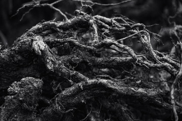 Fototapeta premium Branching and intertwining of old gray roots in black and white