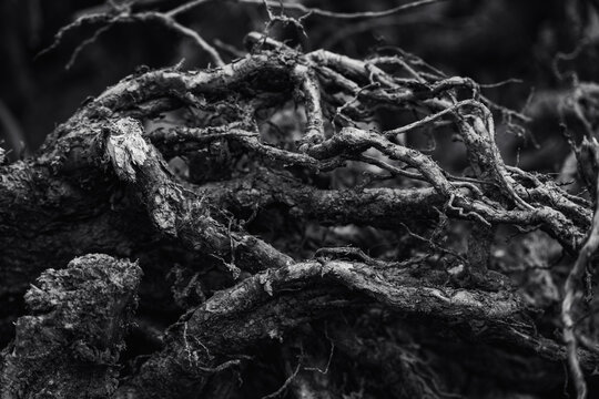 Branching and intertwining of old gray roots in black and white