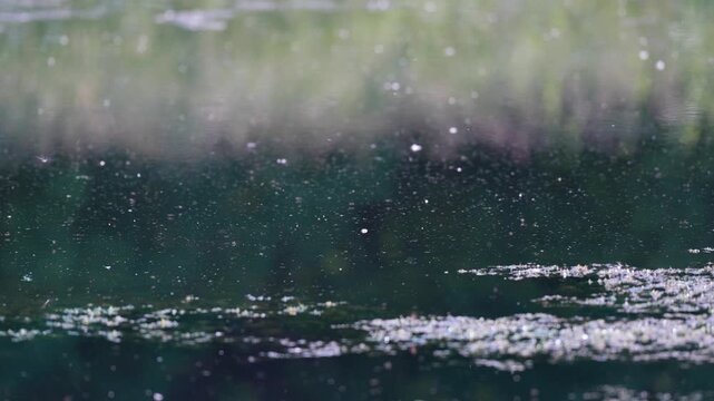 Warm summer day, flying hovering insects buzz above water surface of pond. Hot and humid weather, seasonal activity of insects such as mosquitoes, Ceratopogonidae, midges and black flies. 