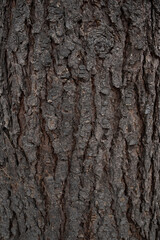 Naklejka premium Dark pine tree bark with deep natural texture fills the frame and creates an expressive background for nature, forest and organic material concepts