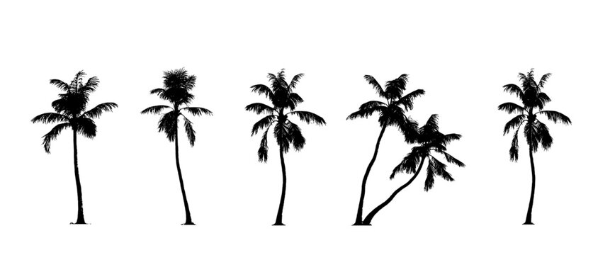 silhouettes of palm trees (palm, tropical tree, arecaceae) isolated premium vector image, black shapes