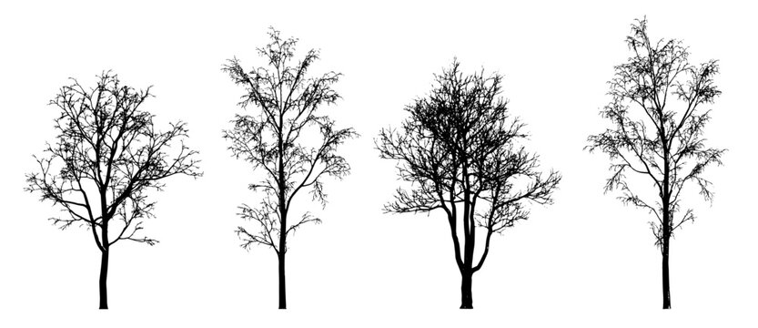 Silhouettes of various winter trees (bare trees, deciduous trees, winter forest) isolated premium vector image, black shapes