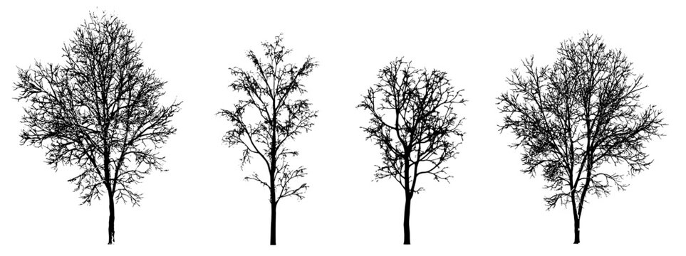 Silhouettes of various winter trees (bare trees, deciduous trees, winter forest) isolated premium vector image, black shapes