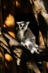 Fototapeta premium Portrait of a ring-tailed lemur (Lemur catta) resting among branches and illuminated by natural sunlight. Wildlife image with environmental framing and direct eye contact.