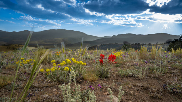 Mountain Wildflowers