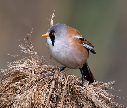 a mustachioed bird perched in the wild