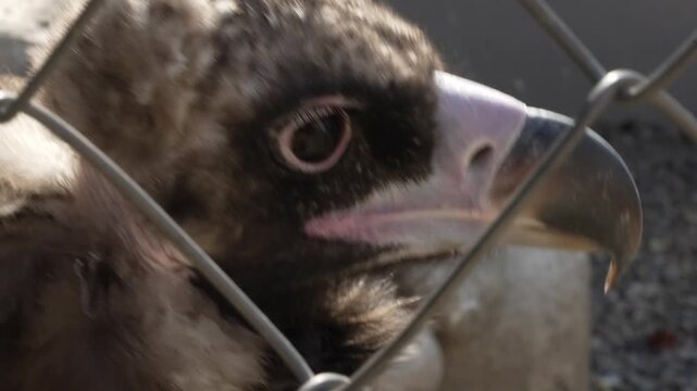 Extreme close-up of a black vulture's head inside an aviary as it calmly looks around. Detailed wildlife portrait highlighting the bird's powerful beak, textured feathers, and piercing eyes in natural
