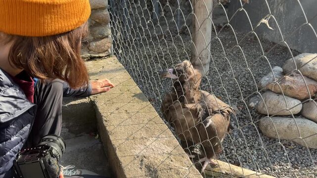 A young woman playfully moves her hand outside an aviary as a black vulture inside closely follows every movement with its eyes. Charming close-up wildlife interaction showcasing the bird's curiosity 