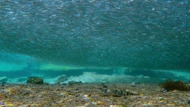 Expertly hidden against sandy bottom, two Lizardfish scout vast, elongated shoal of Silversides. Stillness of hunters contrasts with flow of fish migration overhead during spawn run