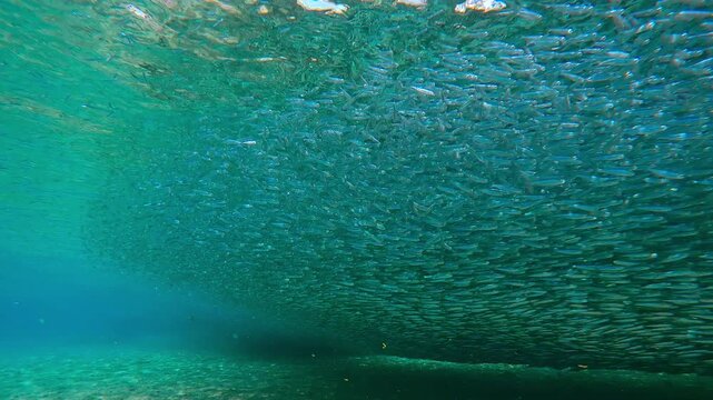Thousands of small Silversides gather in dense formation their spawning migration. Underwater view of an Atherina school flowing like river over ocean floor in coastal area