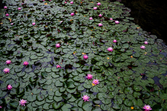 水面に浮かぶ睡蓮の花 木崎湖　長野県大町市