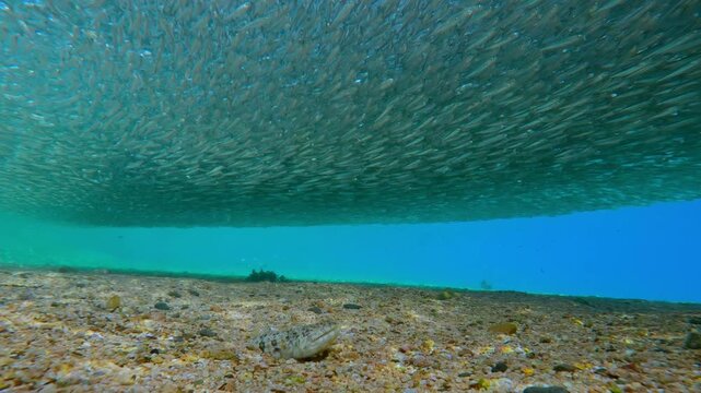 Ambush predation strategy: Lizardfish camouflaged on seabed prepared to attack massive Atherina migration. Detailed observation of marine life behavior during peak spawning season in shallow water.