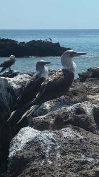 Blue-footed booby perched on a rocky cliff at Isla Santa Isabel, Mexico. Close-up wildlife scene with the iconic seabird resting peacefully above the sparkling sea in bright natural daylight.