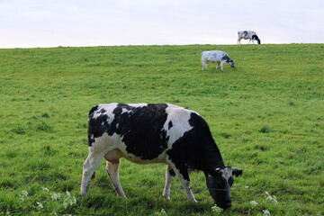 Fototapeta premium Cows on a levee