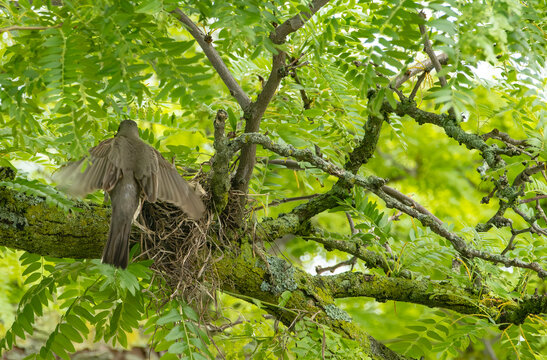 An American Robin Building a Nest on a Branch of a Locust Tree