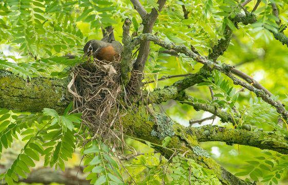 An American Robin Building a Nest on a Branch of a Locust Tree