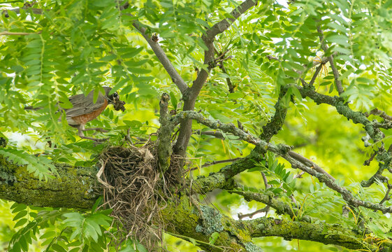 An American Robin Building a Nest on a Branch of a Locust Tree
