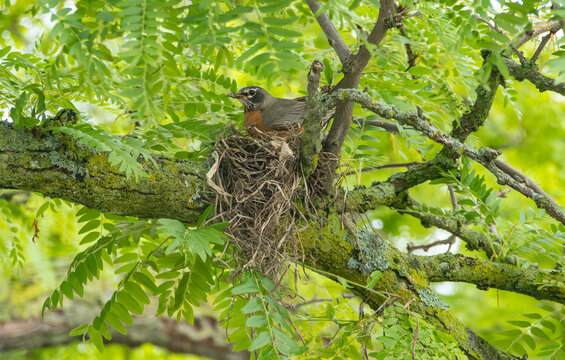 An American Robin Sitting on a Nest in a Locust Tree