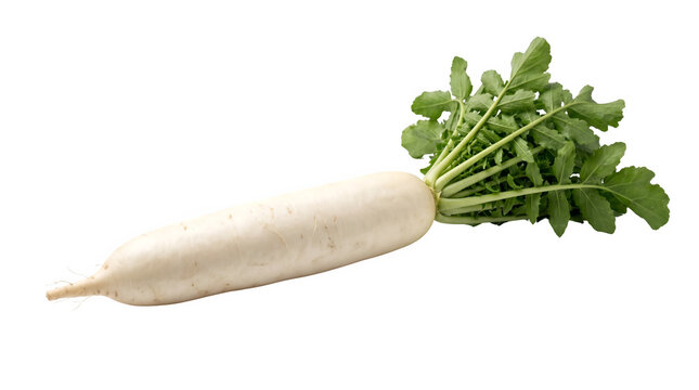 Fresh daikon radish with green leaves, whole white oriental radish isolated on white background, organic raw mooli root vegetable for healthy cooking