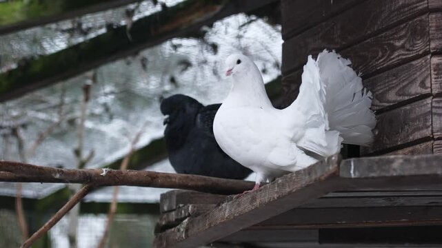 Domestic Pigeon In A Wooden Dovecote And A Pair Of Pigeons