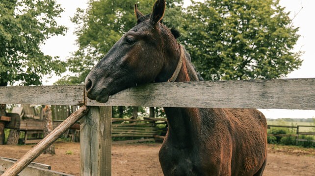 Brown horse with wet fur resting its head on a wooden fence in a rural setting