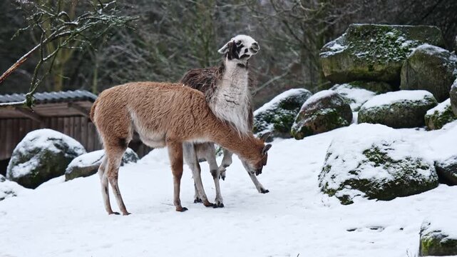 Adorable Lamas And Alpacas Playfully Butt And Bite Each Other On The Snow In A Zoo During Winter
